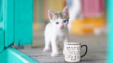 Load image into Gallery viewer, Simple Cat Faces Mug
